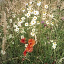 Meadow Flowers